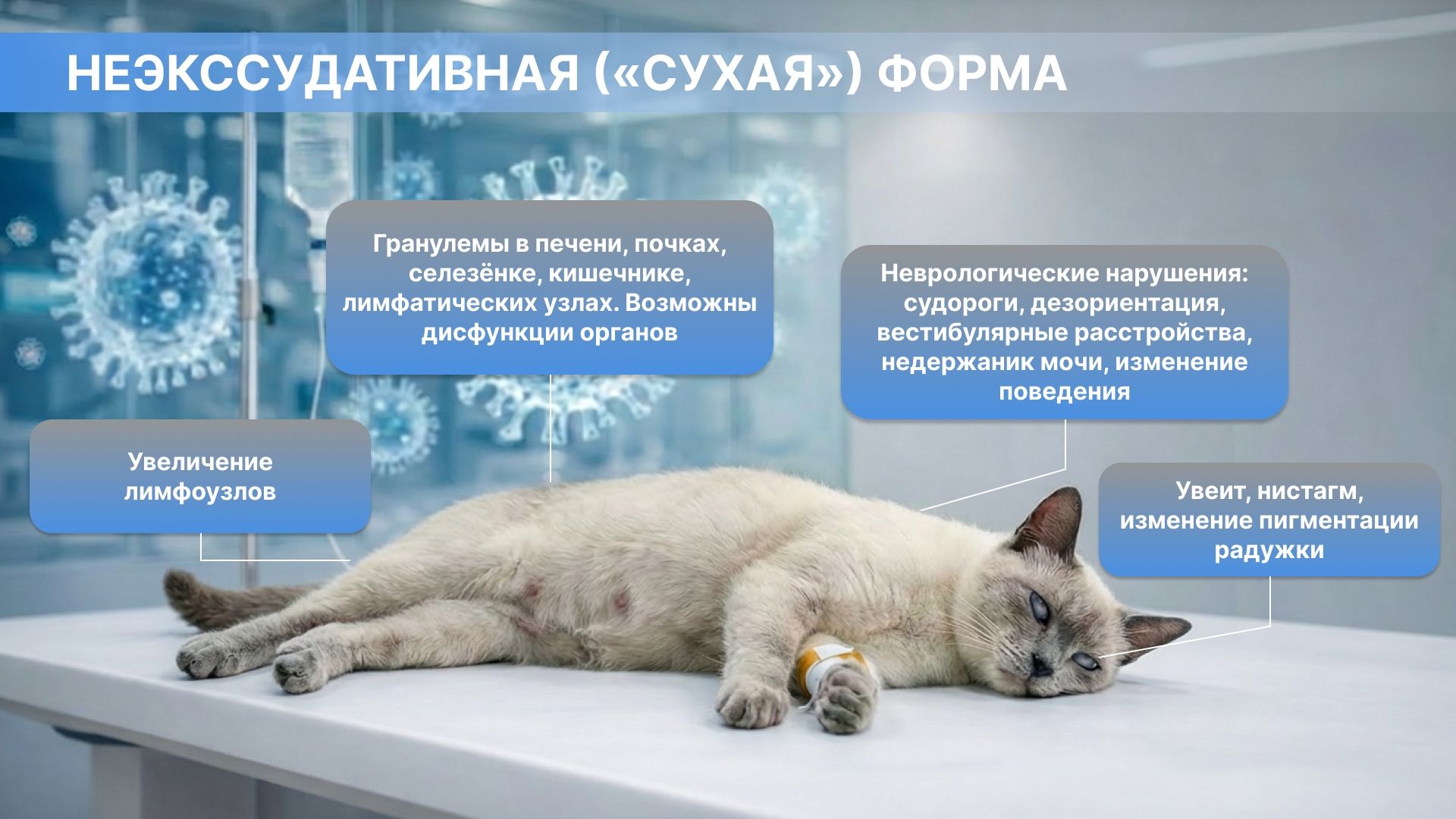 Сухая (пролиферативная) форма ИПК/FIP кошек сопровождается поражением внутренних органов.